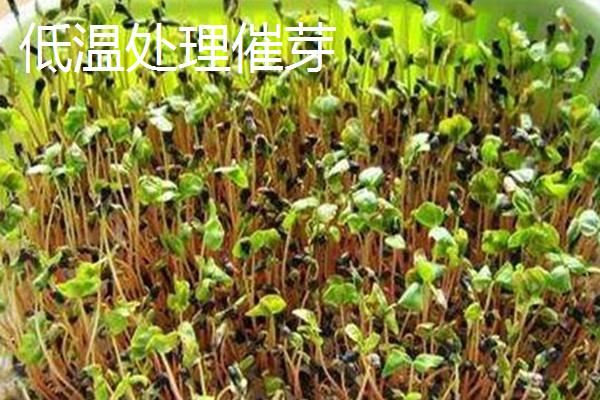 芹菜的催芽方法，可用清水浸种来促进发芽