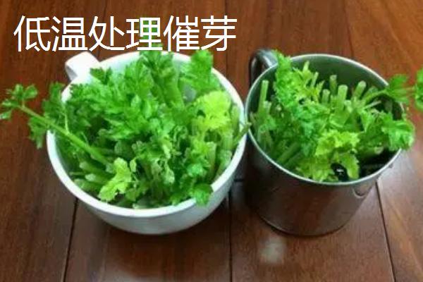 芹菜的催芽方法，可用清水浸种来促进发芽