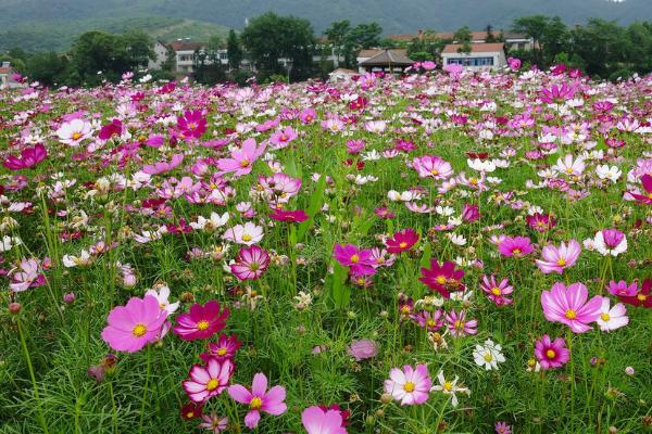 波斯菊的花语是什么，我国栽培甚广