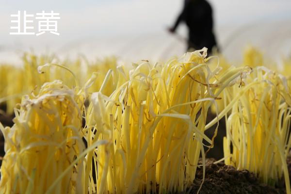 蒜黄和韭黄的区别有哪些，外形虽然极为相似