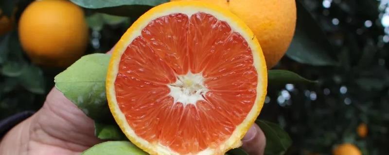 血橙成熟上市的时间，每年年底均有销售