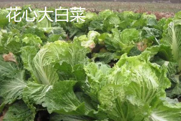 大白菜的优质品种介绍，是我国的原产蔬菜