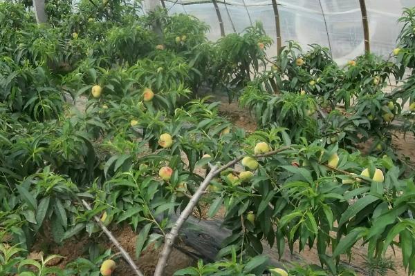 蟠桃种植方法，适当疏果可提高品质
