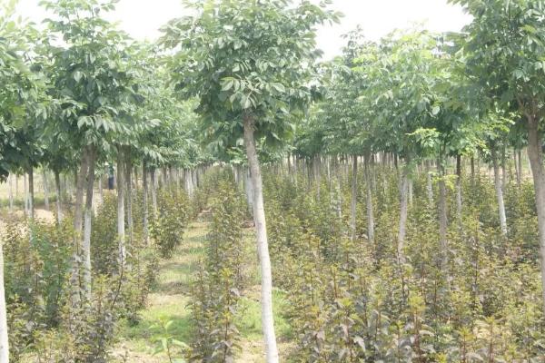 白蜡树种植方法，沙质壤土中生长的更好