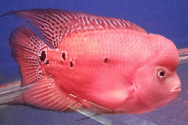 寿星鱼简介，是著名的观赏鱼