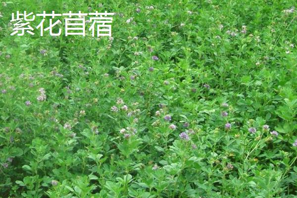 牧草有哪些高产量品种，根据当地实际情况来选择种植