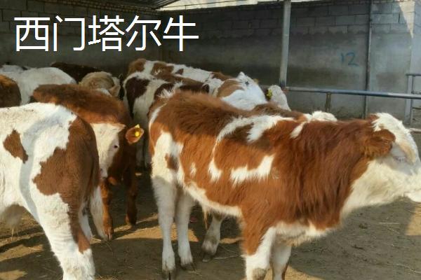 改良肉牛的价格，主要以生产牛肉为主