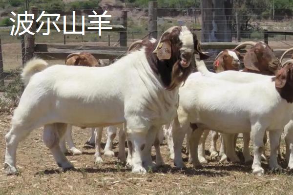 杀100斤的活山羊能出多少斤肉，会受到品种、月龄等因素影响