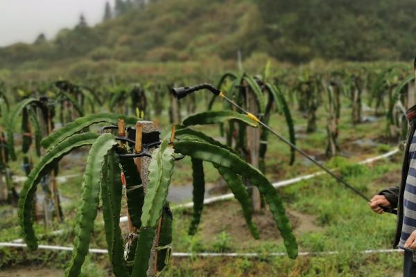 火龙果的种植方法，耐热但是惧怕低温