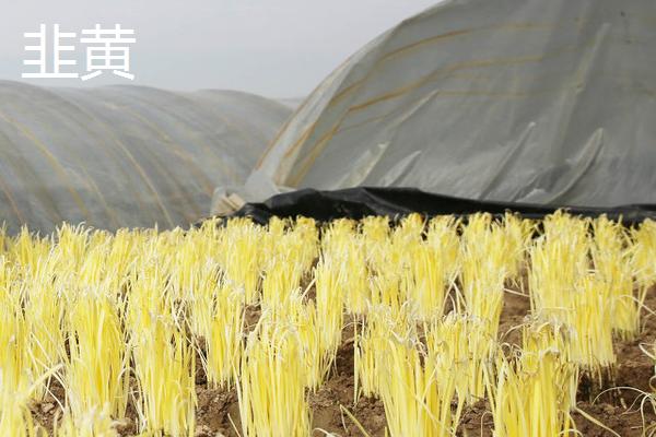 韭黄的产地，南宫市建有大型无公害黄韭基地