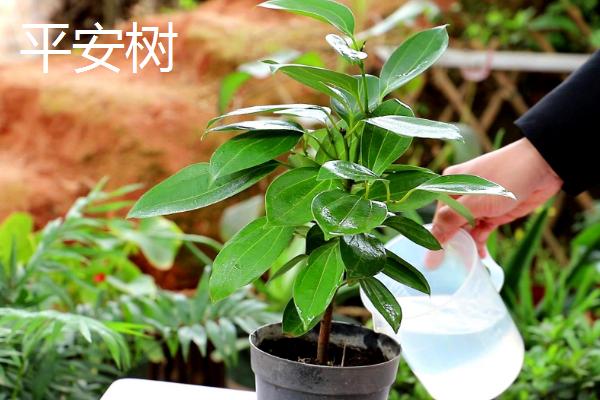 八大旺宅的植物推荐，发财树、平安树榜上有名