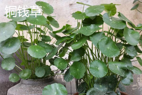 八大旺宅的植物推荐，发财树、平安树榜上有名