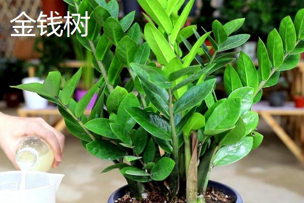 八大旺宅的植物推荐，发财树、平安树榜上有名