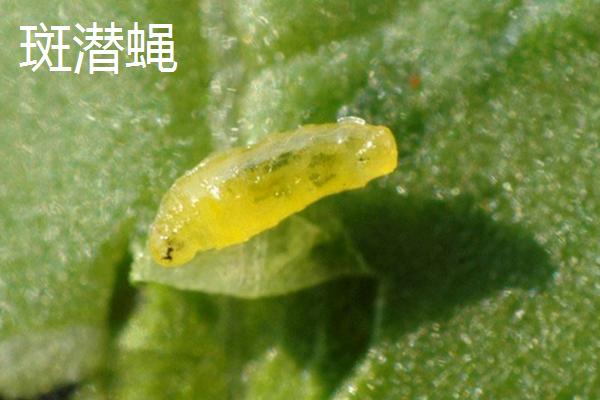 罗汉菜病虫害有哪些，不同病症需采取不同防治方法