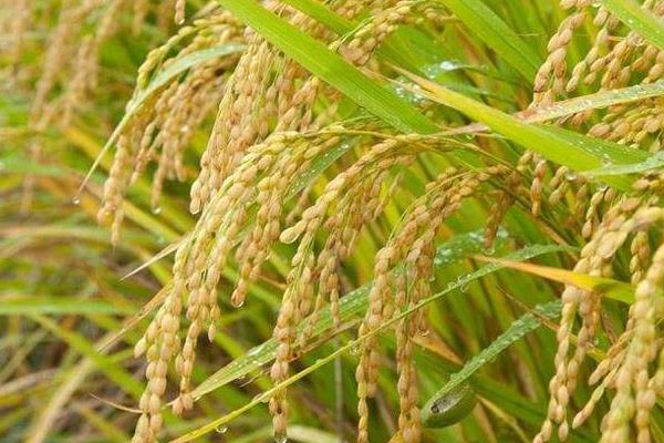 榕夏两优6328水稻种简介，全生育期139.7天