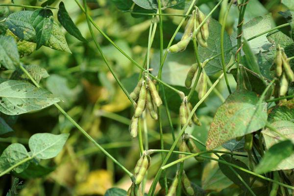 阜豆36大豆种子特征特性，适宜播期6月中下旬