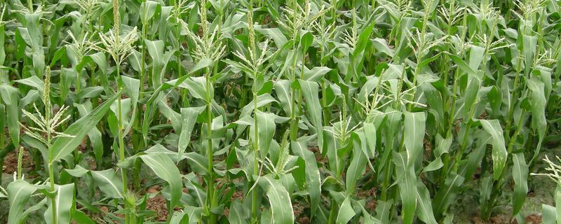 新创2022玉米品种的特性，大喇叭口期灌心叶防治玉米螟虫