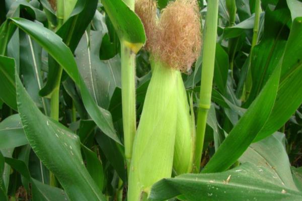 绿玉802玉米种简介，大喇叭口期注意防治玉米螟