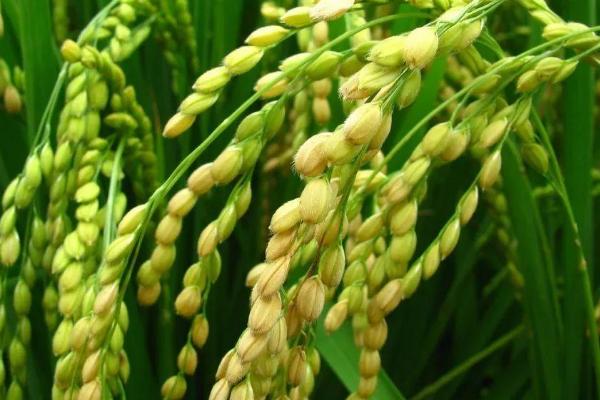 琻两优1273水稻种子介绍，中籼两系杂交水稻品种
