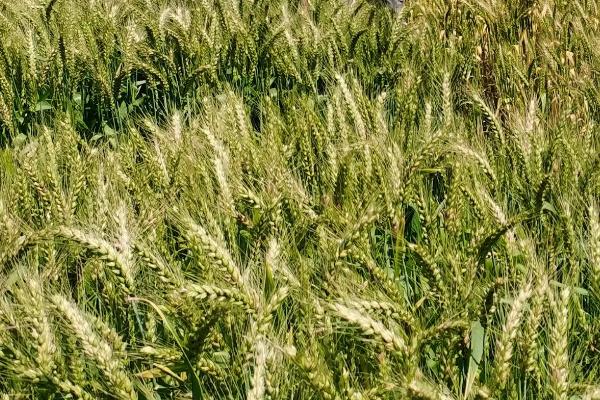 垦春1801小麦种子介绍，垦春1801为非转基因品种