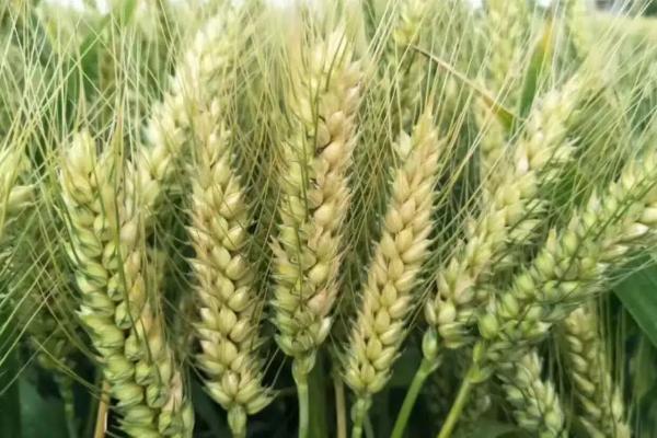 绿翔1号小麦种子特点，属中筋小麦品种