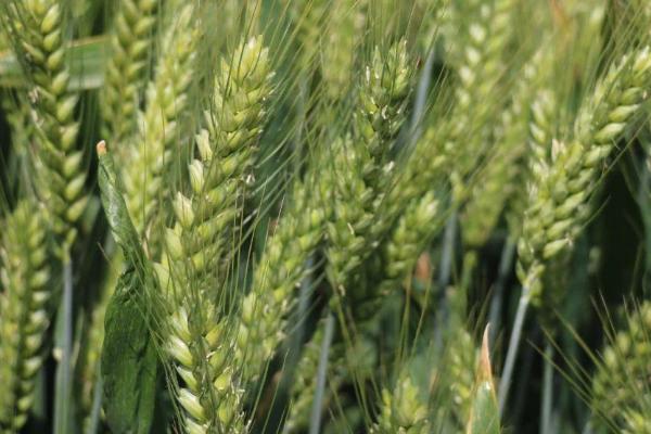 垦春1801小麦种子介绍，垦春1801为非转基因品种