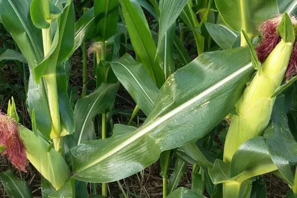 斯达糯54玉米种简介，单作种植密度4000株/亩