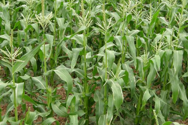 浙糯玉2095玉米种子简介，密度3200株/亩左右