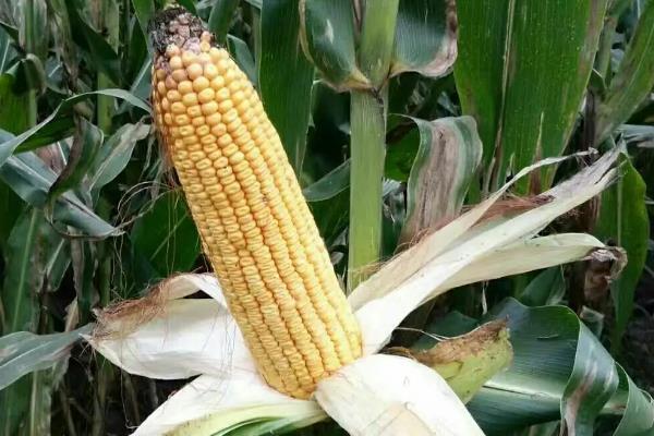 吉糯50玉米品种的特性，密度3500株/亩左右