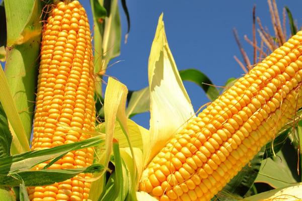 禾田203玉米种子简介，密度4500株/亩左右