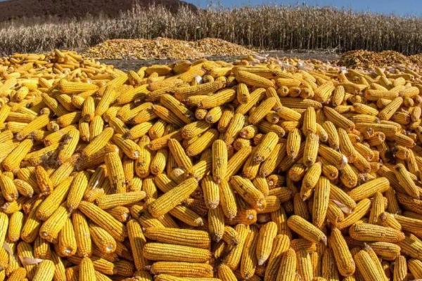 辽单5206玉米品种的特性，密度4500株/亩左右