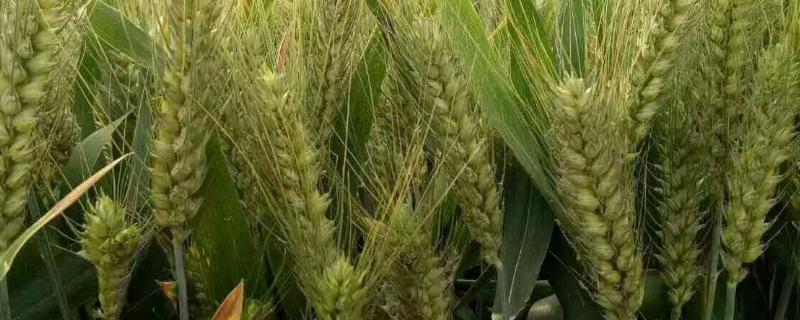 中麦34小麦品种简介，全生育期222.5天