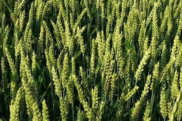 中麦6032小麦种简介，适宜播种期10月上中旬