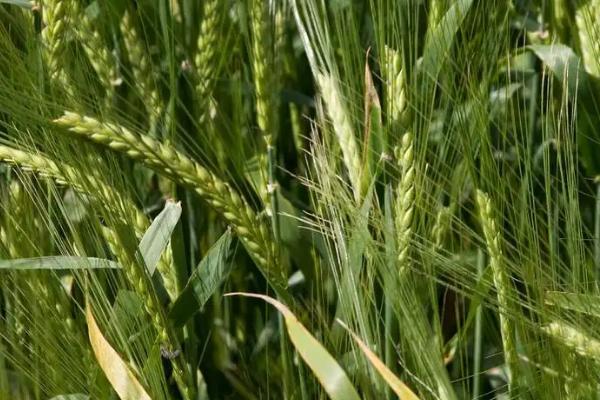 中麦6032小麦种简介，适宜播种期10月上中旬