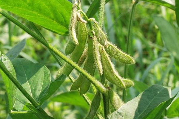 浙鲜19大豆种子特点，中抗花叶病毒病3号和7号株系