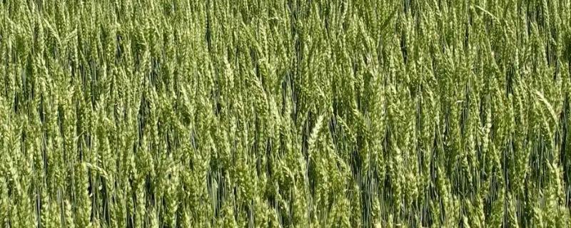 隆垦213小麦种子特点，全生育期201.8天