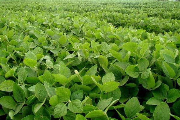 洛豆1305大豆种子特征特性，初花期重点防治各种刺吸性害虫