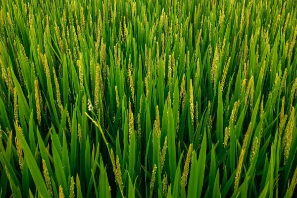 共香优818水稻种子特征特性，每亩插足基本苗8万以上