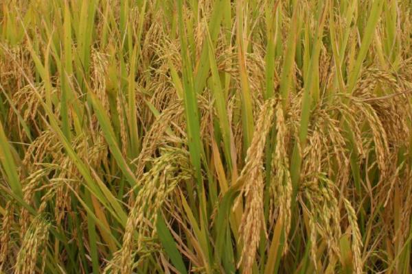 隆粳香6号水稻种子简介，全生育期142.8天