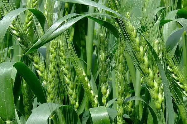 石农087小麦种子简介，中抗白粉病