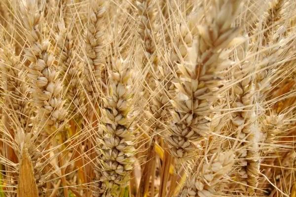 冀麦323小麦品种简介，足墒播种