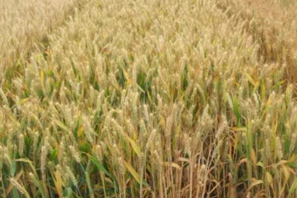 烟农1212小麦品种的特性，每亩适宜基本苗15～25万