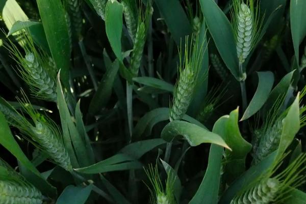 冀麦323小麦品种简介，足墒播种