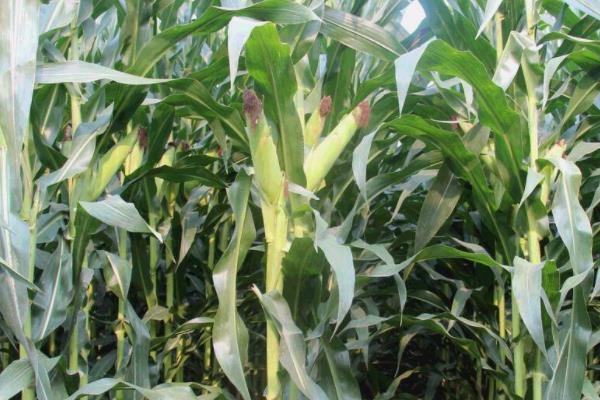 金科玉3306玉米品种的特性，适宜播期4月下旬至5月上旬