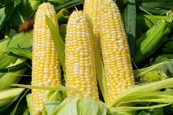 强盛370玉米种子介绍，注意防治玉米螟虫