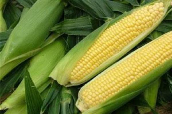 科早玉16玉米品种的特性，注意防治玉米丝黑穗病