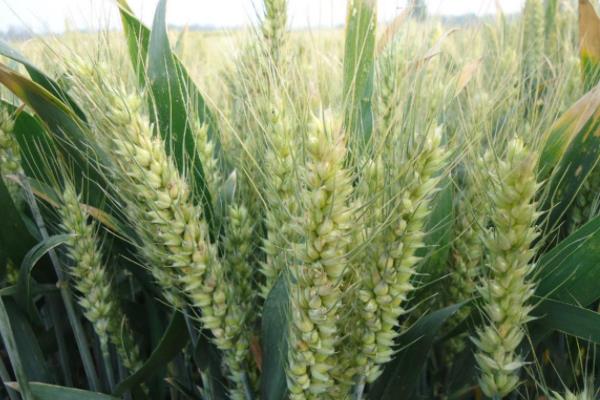 辐照31小麦种子介绍，该品种属半冬性中熟品种