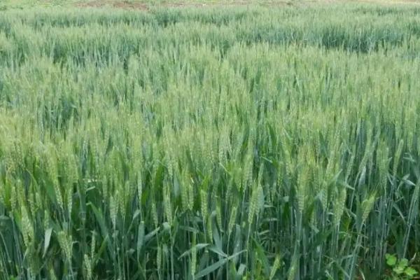 辐照31小麦种子介绍，该品种属半冬性中熟品种
