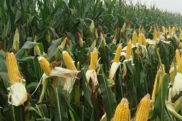 宏博367玉米种子特征特性，大喇叭口期注意防治玉米螟