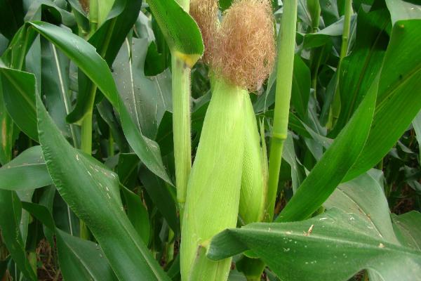 兴田9玉米种子介绍，出苗至成熟105天左右